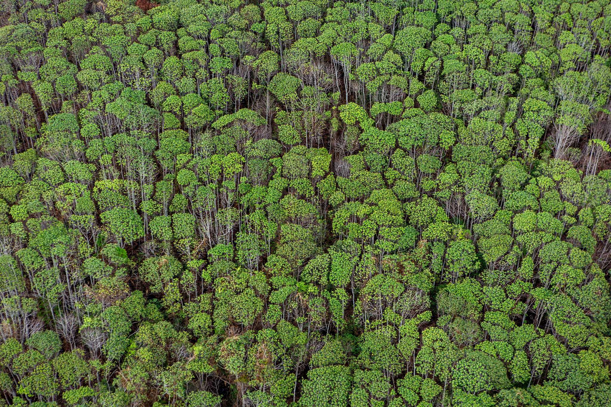 Tajuk hutan lahan gambut di perbatasan Taman Nasional Sebangau di Kabupaten Katingan, Kalimantan Tengah.